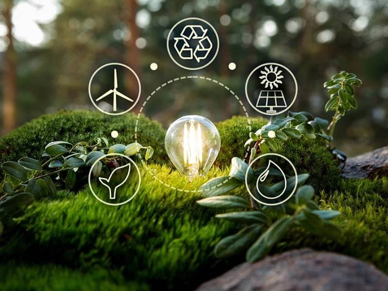 Green forest with moss and grass with lightbulb. Symbols of sustainable and eco friendly energy sources. Earth energy concept